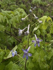 Delphinium nuttallianum