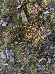 Selaginella rupestris