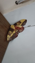 Citheronia laocoon