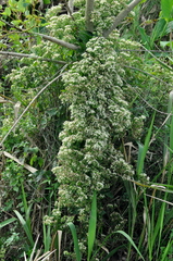Mikania cordifolia