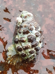 Tenguella marginalba