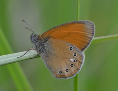 Coenonympha glycerion