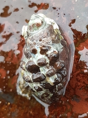 Tenguella marginalba