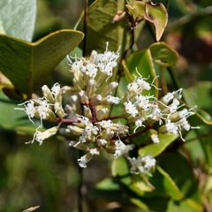 Mikania hastato-cordata