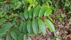 Strophanthus caudatus