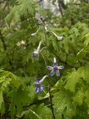 Delphinium nuttallianum