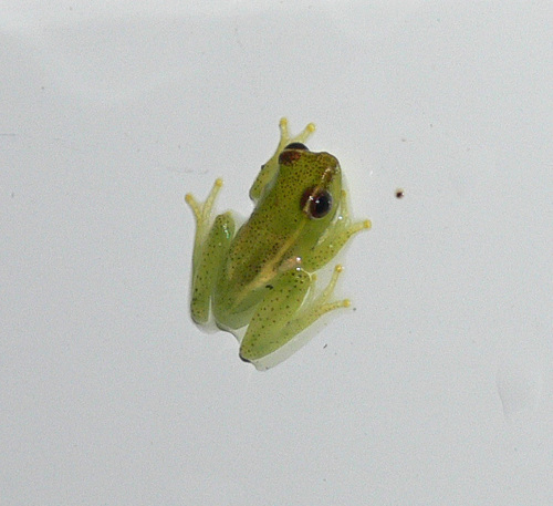 Long Reed Frog, Hyperolius nasutus