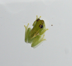 Hyperolius nasutus