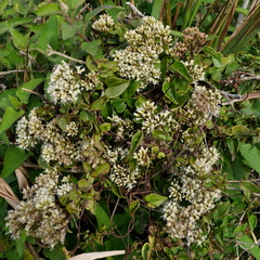 Mikania hastato-cordata