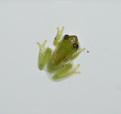Hyperolius nasutus