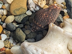 Pardalinops testudinaria