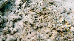 Sufflamen chrysopterum