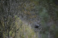 Fulica ardesiaca