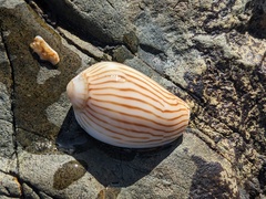 Amoria zebra