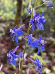 Delphinium nuttallianum