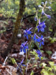Delphinium nuttallianum
