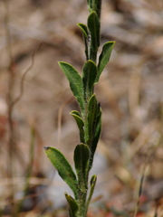 Noticastrum gnaphalioides