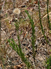 Noticastrum gnaphalioides