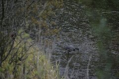 Fulica ardesiaca