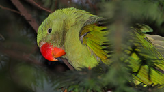 Psittacula eupatria