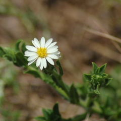 Noticastrum gnaphalioides