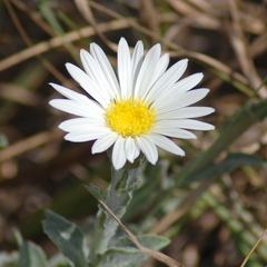 Noticastrum macrocephalum