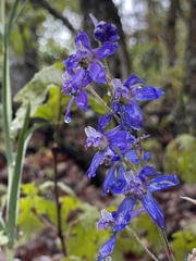 Delphinium nuttallianum