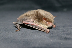 Myotis muricola