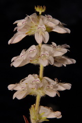 Collinsia tinctoria
