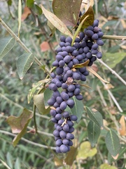 Ligustrum quihoui