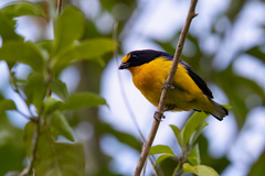 Euphonia violacea