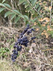 Ligustrum quihoui