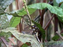 Pseudohaetera hypaesia