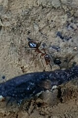 Prolasius advena