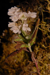 Collinsia tinctoria