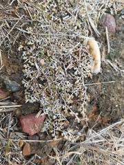 Selaginella cinerascens