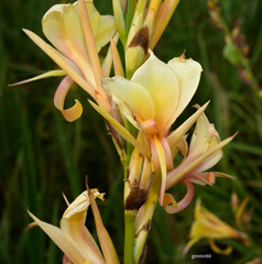 Canna glauca