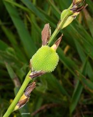 Canna glauca