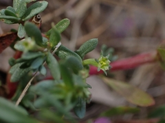 Lythrum hyssopifolia