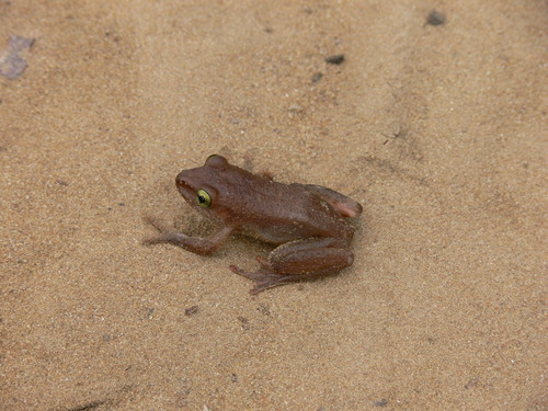 Greshoff's Wax Frog, Cryptothylax greshoffii