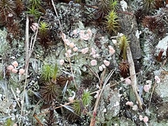 Dibaeis baeomyces