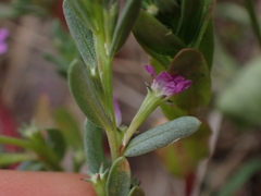 Lythrum hyssopifolia