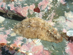 Cryptoplax striata