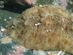 Cryptoplax striata