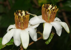 Passiflora candida