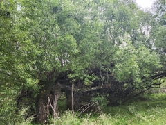 Maytenus boaria