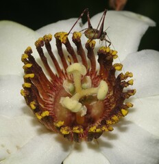 Passiflora candida