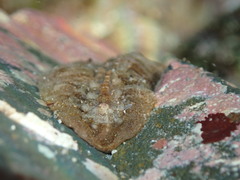 Cryptoplax striata
