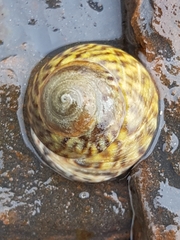 Bembicium nanum