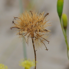 Porophyllum angustissimum